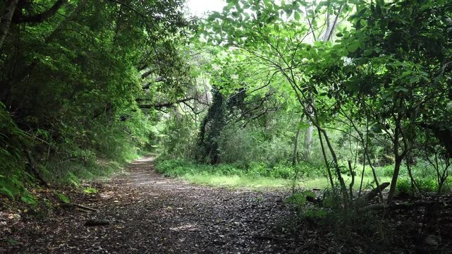 quiet forest_002