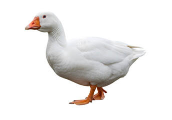 Fototapeta premium White Domestic Goose Image on Transparent background