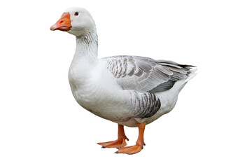 Obraz premium Domestic Goose Image Farm Animal Poultry Bird on Transparent background