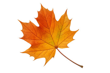Maple leaf on transparent background