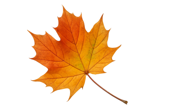 Maple leaf on transparent background