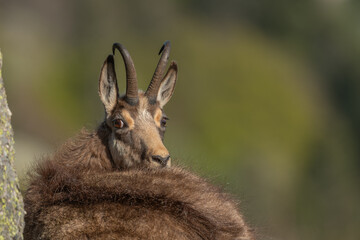 Fototapeta premium Chamois (Rupicapra rupicapra) during spring molt.