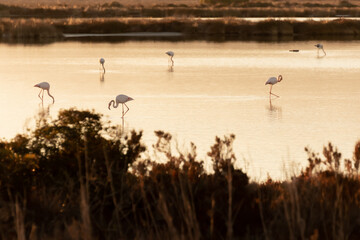 Flamingos Sunset