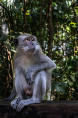 monkey on a tree