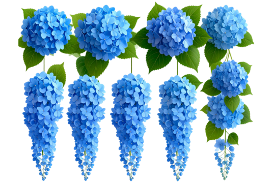 Set of Blue hydrangea flowers hanging on the wall, transparent background