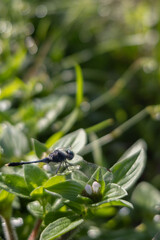 dragonfly on a leaf