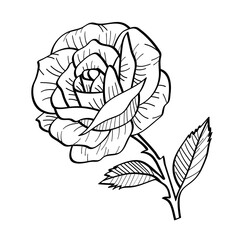 Rose in sketch style. Illustration on a white background.