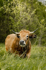 Portrait d'une vache qui broute dans les hautes herbes, ardèche, France. 