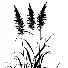 Obraz premium Silhouetted ornamental grass, field, nature, design element