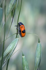 Moszenica wierzbówka Clytra laeviuscula na źdźble trawy, makrofotografia czerwono-czarnego chrząszcza w naturalnym środowisku