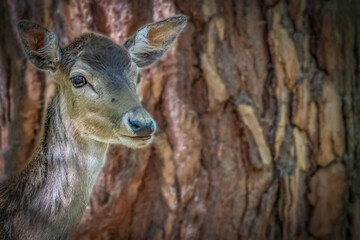 Close-up of young deer standing by tree trunk, textured bark, soft brown fur, blurred background