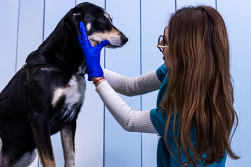 Veterinarian examining a mixed breed dog in clinic