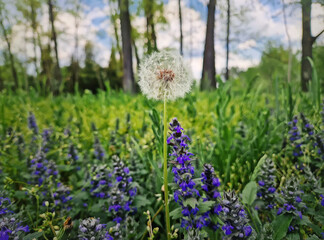 Fototapeta premium Close-up dandelion blowball grow in the spring meadow through purple Upright Bugle flowering plants. Natural composition of peaceful forest environment with blooming Ajuga genevensis flowers