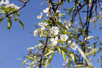 inflorescences of white pear flowers in the spring season in clear weather with a sky