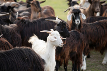 Goats free in an italian farm