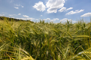a rye field with ears with long tendrils in the summer season