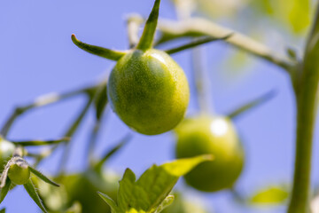 a green tomato bush during flowering and the appearance of the first unripe tomatoes of green color