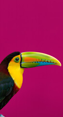 Fototapeta premium Colorful toucan with vibrant yellow and green beak, perched against a bright pink background, showcasing its striking features and unique plumage in a captivating manner