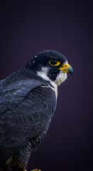 Fototapeta premium Majestic falcon with striking black and white plumage, perched gracefully against a dark background, showcasing its sharp beak and keen eyes, embodying the spirit of freedom and nature