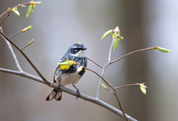 Yellow-rumped warbler perched on branch in spring in Ottawa, Canada
