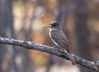 Eastern Phoebe perched on branch with nesting material in spring in Ottawa, Canada