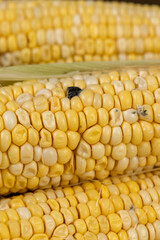 yellow grains covered with mold on a corn cob due to improper storage