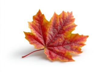 Autumn Maple Leaf: Red and Gold Hues on White