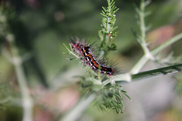 Butterfly on a leaf