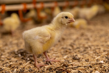 one newly hatched broiler chicken at a poultry farm,