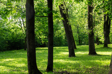 maple in the park , landscape in the park with green foliage of trees and green grass in the daytime, shadows from plants on the grass