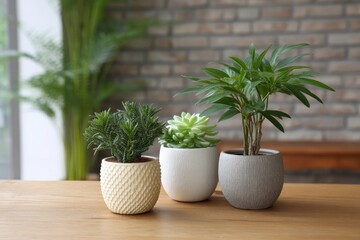 Fototapeta premium Succulents and Tropical Plant Trio in Textured Pots: A Serene Home Decor