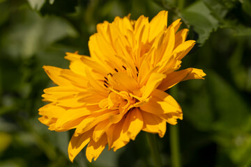 flowers in spring, yellow flowers in sunny weather