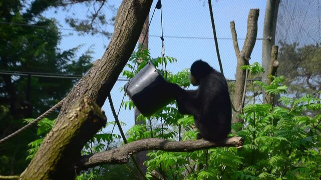 Monkey eats food from bucket, then walks away like an acrobat on a rope, Burgers Zoo park, Netherlands attraction, Europe.