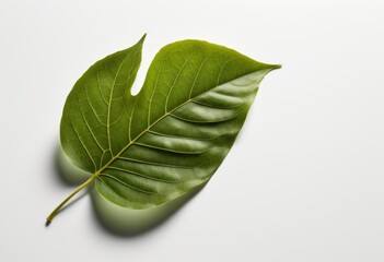 Obraz premium There is a green leaf that is being laid on a white surface