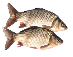 Fototapeta premium Two Isolated Carp Fish Transparent Background PNG for Stock Culinary and Wildlife Use
