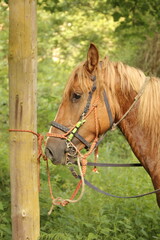 Caballo