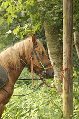 Caballo