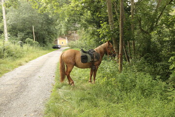 Caballo