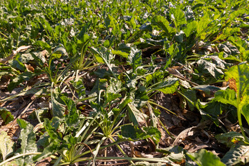 Obraz premium a field with sugar beet for the production of white sugar before harvest, close up