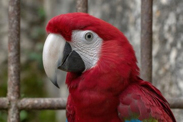Fototapeta premium Scarlet Macaw Portrait: Vivid Red Feathers and Intense Gaze