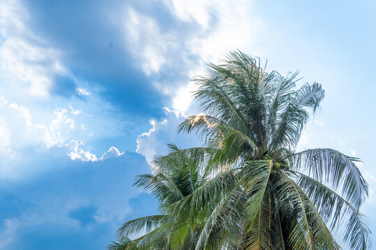 A low-angle shot captures a coconut palm tree against a bright blue sky with scattered white clouds. Sunlight filters through the palm fronds, creating a soft glow. - Powered by Adobe