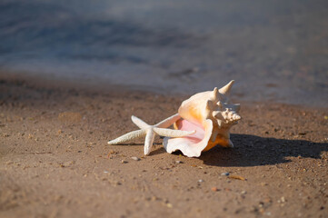 Starfish and seashell on sandy lake shore in sunlight, peaceful summer beach scene with soft waves...