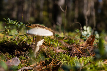 a forest in which different types of mushrooms grow, the leaf fell on the mushroom cap