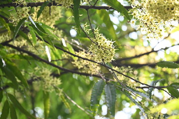 Polyalthia longifolia tree flowers. It's tree other names Ashoka, glodokan, glodogan tiang, False Ashok Tree. 
The bark of this trees is used in making many Ayurvedic medicines.
