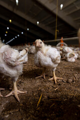 A chicken during the change of yellow fluff to feathers, a poultry farm where chicken chickens are raised to produce meat products