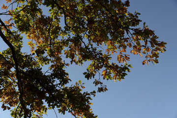 Obraz premium an oak tree growing in a field, beautiful changes in oak foliage in the autumn season in sunny weather
