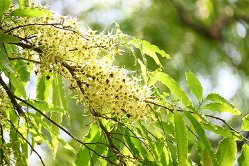 Obraz premium Polyalthia longifolia tree flowers. It's tree other names Ashoka, glodokan, glodogan tiang, False Ashok Tree. The bark of this trees is used in making many Ayurvedic medicines. 