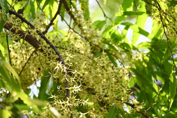 Polyalthia longifolia tree flowers. It's tree other names Ashoka, glodokan, glodogan tiang, False Ashok Tree. 
The bark of this trees is used in making many Ayurvedic medicines.

