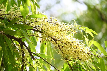 Obraz premium Polyalthia longifolia tree flowers. It's tree other names Ashoka, glodokan, glodogan tiang, False Ashok Tree. The bark of this trees is used in making many Ayurvedic medicines. 