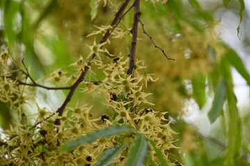 Polyalthia longifolia tree flowers. It's tree other names Ashoka, glodokan, glodogan tiang, False Ashok Tree. 
The bark of this trees is used in making many Ayurvedic medicines.
